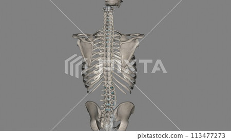 The intertransverse ligaments comprise sheets of connective tissue that extend from one transverse process to the next 113477273