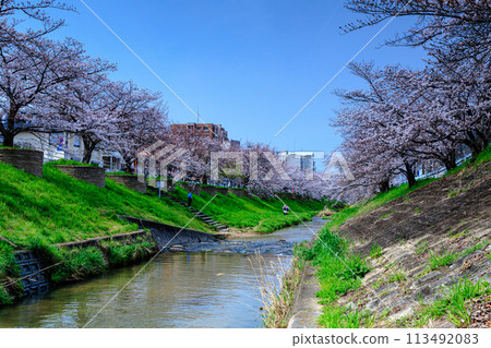 Spring 2024 Saho River Cherry Blossoms: Cherry blossoms decorating both banks of the Saho River and clear blue skies 113492083