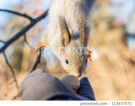 Squirrel eats nuts from a man's hand. Caring for animals in winter or autumn. 113637571