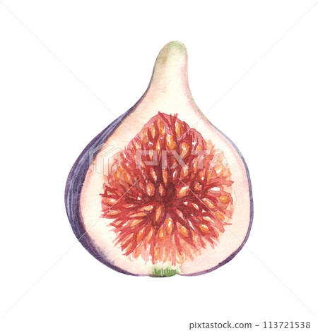 Watercolor half of fig isolated on white background. Hand drawn realistic illustration of fruit. 113721538