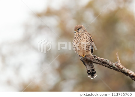 Common kestrel perched on a tree branch 113755760