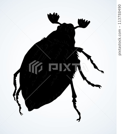 Chafer. Vector drawing of a big beetle 113788490