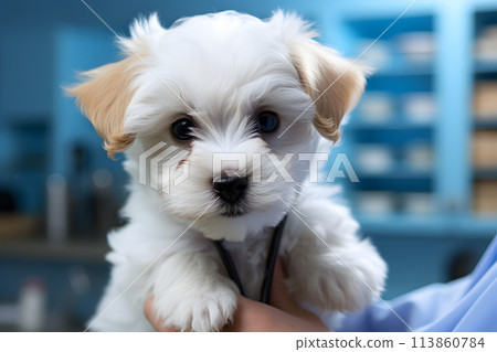 portrait of a white puppy in the hands of a veterinarian. Pets. 113860784