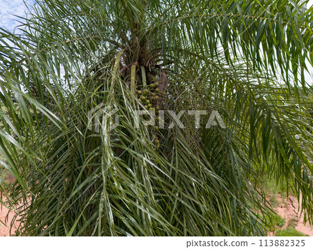 Macaw Palm Fruits 113882325