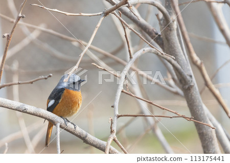 Male Daurian Redstart perched on a tree branch 113175441