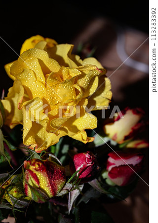 Flower of Yellow Rose in the summer garden. Yellow Roses with shallow depth of field. Beautiful Rose in the sunshine. Yellow garden rose on a bush in a summer garden. Flower bush 113283392