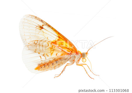 Beautiful Glasswing Yellow butterfly isolated on a white background. Side view 113301068