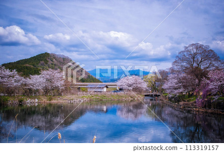 The pond and spring scenery at Mikawa Bunsui Park in Kora Town, Shiga Prefecture 113319157