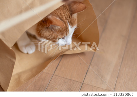 Cat in a paper bag brown tabby white 113320865