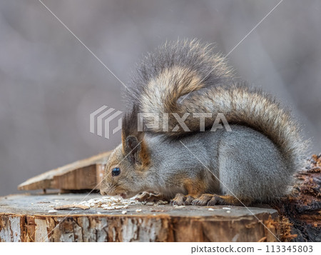 A squirrel sits on a stump and eats nuts in autumn. 113345803