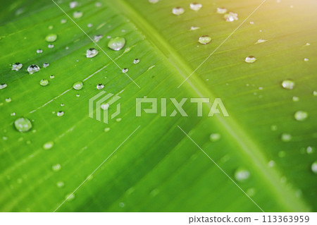 Fresh banana green leaves and water dew drops with sunlight in the garden 113363959