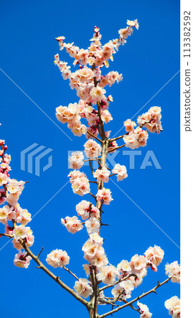 Plum blossoms and blue sky at the 2024 Omiya Daini Park Plum Festival 113382592