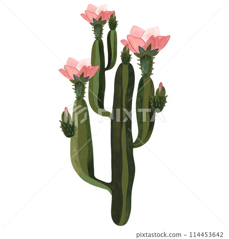 Blooming cactus with pink flowers. Plants for the home. Floriculture. Desert flora. Isolated watercolor illustration on white background. Clipart. 114453642