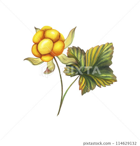 Watercolor hand drawn orange forest cloud berry branch with leaf. Botanical illustration isolated on white background. For stickers, tags, greeting cards, as nature wallpaper for web pages, wedding 114629132