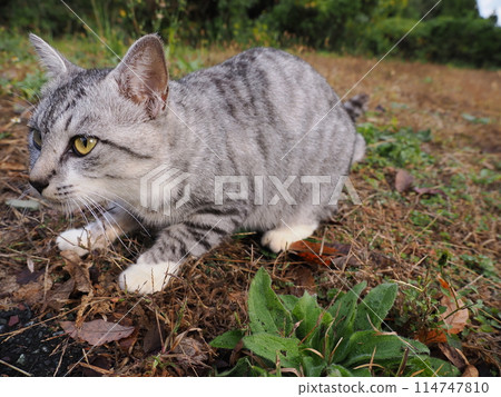 A handsome but cuddly tabby cat 114747810