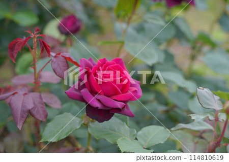 Rose Garden at Hakkeijima, an artificial island in Kanagawa Prefecture, Japan 114810619