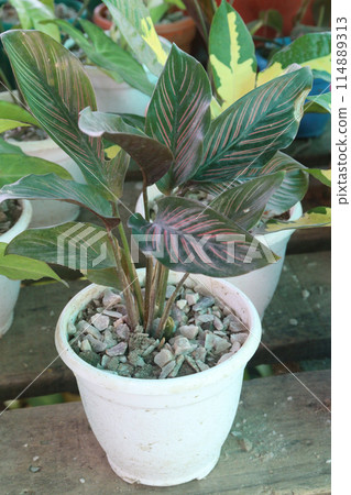 Pin-stripe calathea plant on nursery 114889313