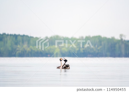 Mating games of two water birds Great Crested Grebes. Two waterfowl birds Great Crested Grebes swim in the lake with heart shaped silhouette 114950455