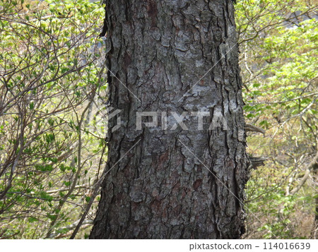 Bark of the northern pine tree 114016639