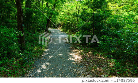 散步風景 通往水邊森林的道路 筱栗九大林（水邊森林）（福岡縣篠栗町） 114087596