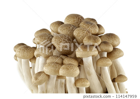 Group of Shimeji mushrooms isolated white background 114147959