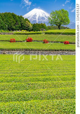 “靜岡縣”富士山風景和茶園 114155137