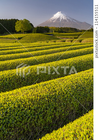 “靜岡縣”富士山風景和茶園 114155511