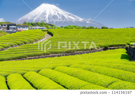 "Shizuoka Prefecture" Scenery of Mt. Fuji and a tea plantation 114156197