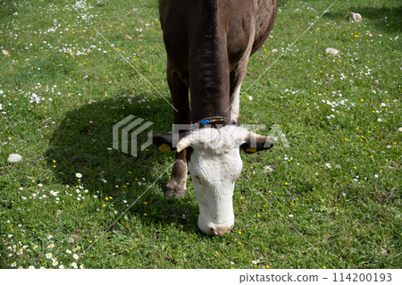 cows graze on a green field in sunny weather. HQ 114200193