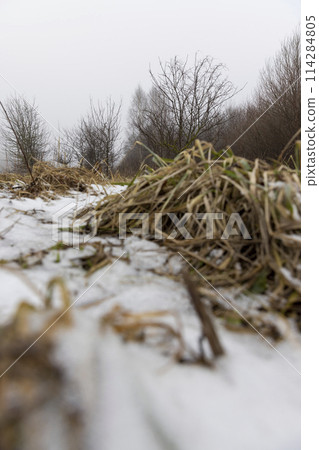 old dry yellow grass under snow in winter 114284805