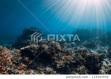 Underwater scene with copy space. Blue ocean with corals and sun rays 114303459