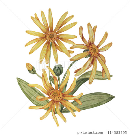 Perennial arnica montana plant in watercolor, hand drawn wolfsbane flowers in yellow and orange. Realistic mountain tobacco cliparts for packaging and print in cosmetics, herbal medicine, creams 114383395