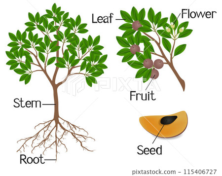 Parts of sapote tree on a white background. 115406727