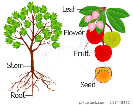 Parts of strawberry arbutus plant on a white background. 115448482