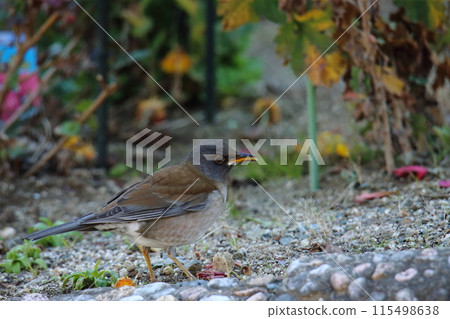 來到花園的鳥：白腹鳥 115498638