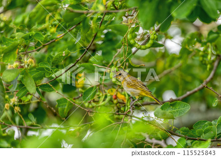 Bird Saffron finch (Sicalis flaveola). Santander department. Wildlife and birdwatching in Colombia 115525843