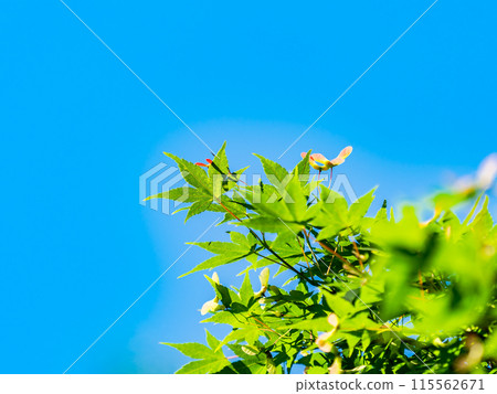 The beautiful new green leaves of maple trees against the blue sky 115562671