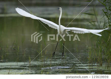 Great White Egret 115619939