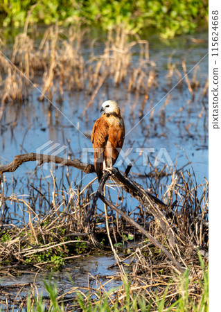 Black-collared hawk (Busarellus nigricollis). Magdalena department. Wildlife and birdwatching in Colombia. 115624668