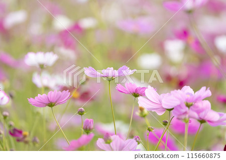 Cosmos swaying in the wind 115660875