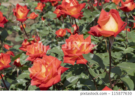 Orange Rose Flower 115877630