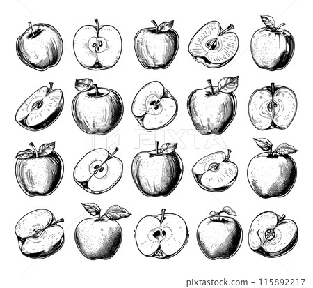 Engraving Style Whole Apples, Halves, and Slices Icons Set. Hand Drawn Simple Style Black Icons on White Background Fresh Fruit Illustrations Apple Varieties Collection Vector 115892217