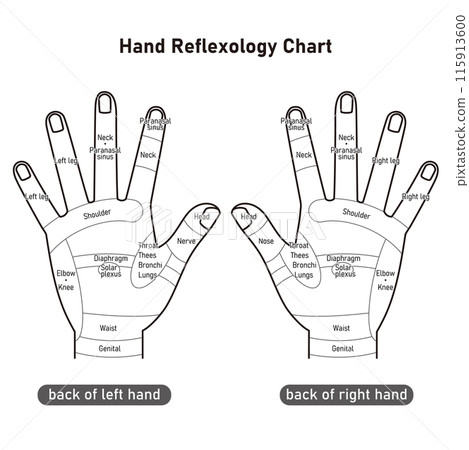 手背反射區和壓力點的插圖（單色） 115913600