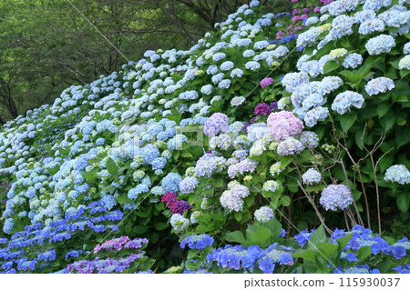 Hydrangeas blooming on the bank of Noichi Hydrangea Highway (Kochi Prefecture, Konan City) 115930037