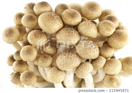 Beech mushrooms (Hypsizygus tessellatus) isolated on white 115945871