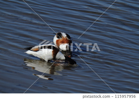 荒尾市海鳥：Shelduck、 115957956