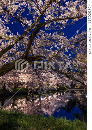 Aomori Prefecture Hirosaki Sakura Festival Cherry Blossoms at Night 09 115020804