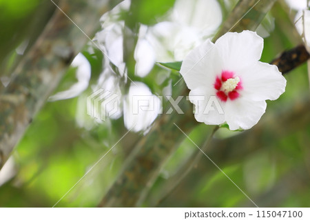 White mukoge's flower 115047100