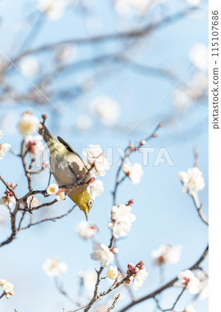 Blue sky and Umejiro 115107686