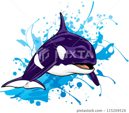 Killer Whale or Orca vector illustration design 115209528